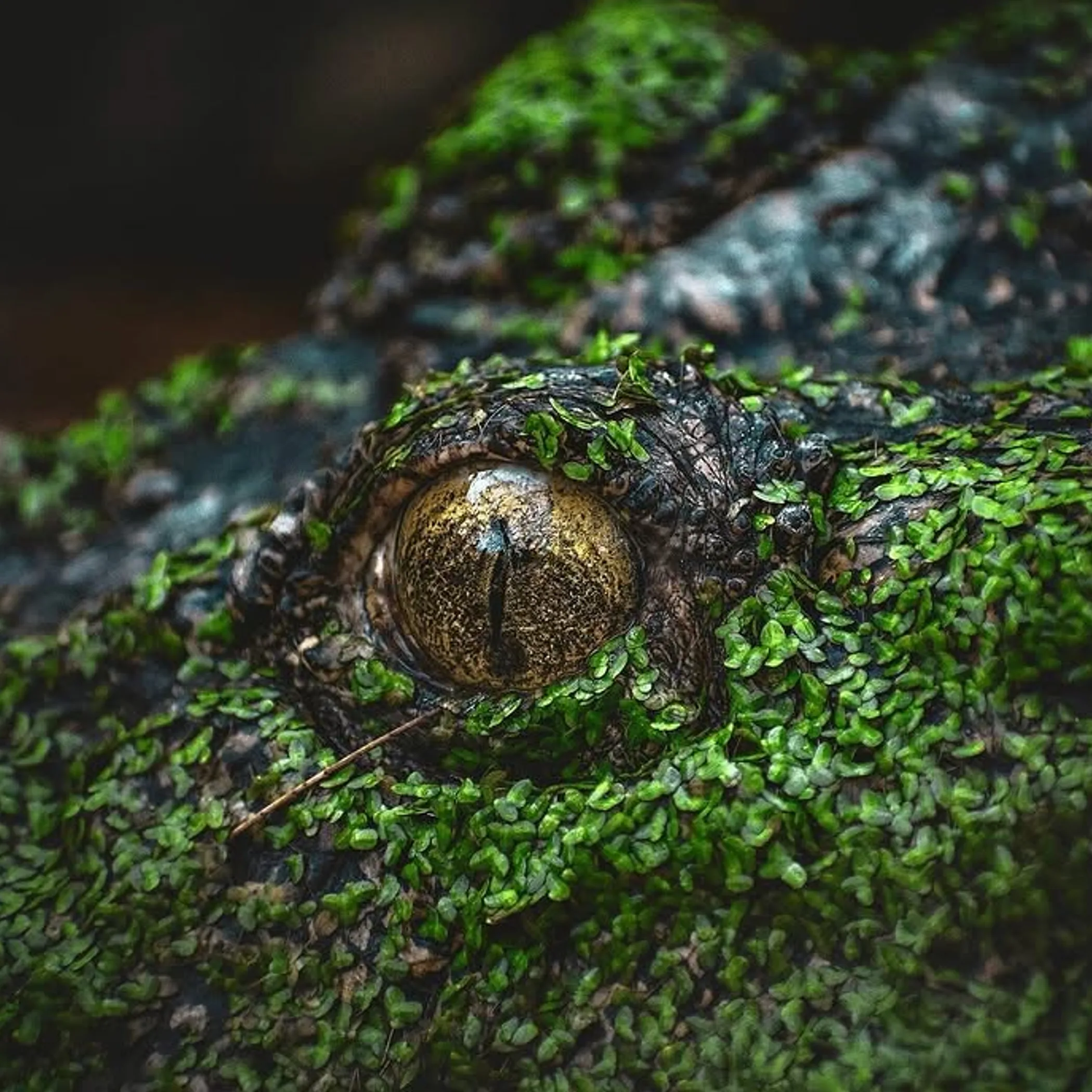 close-up of a crocodile in water