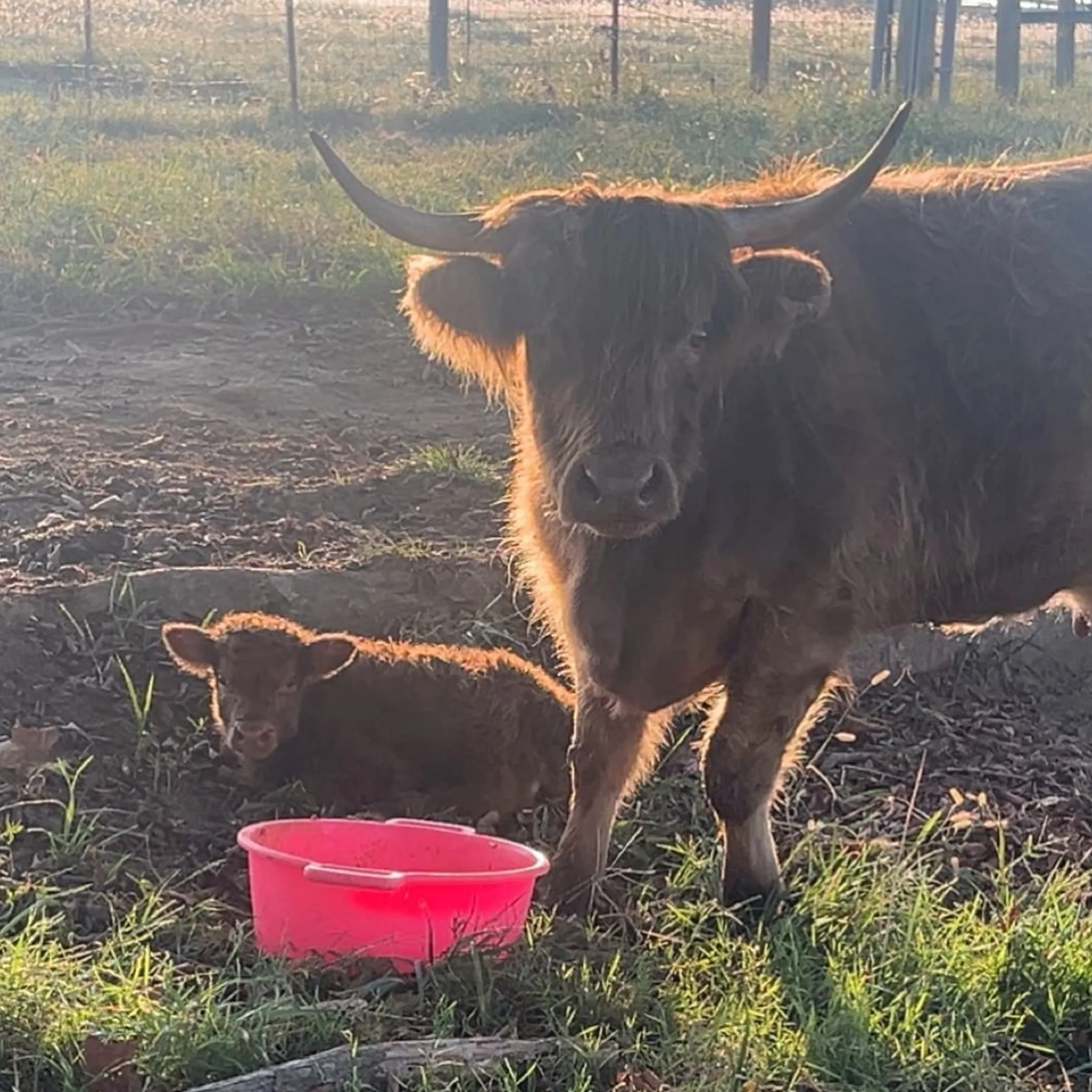 cattle on a farm