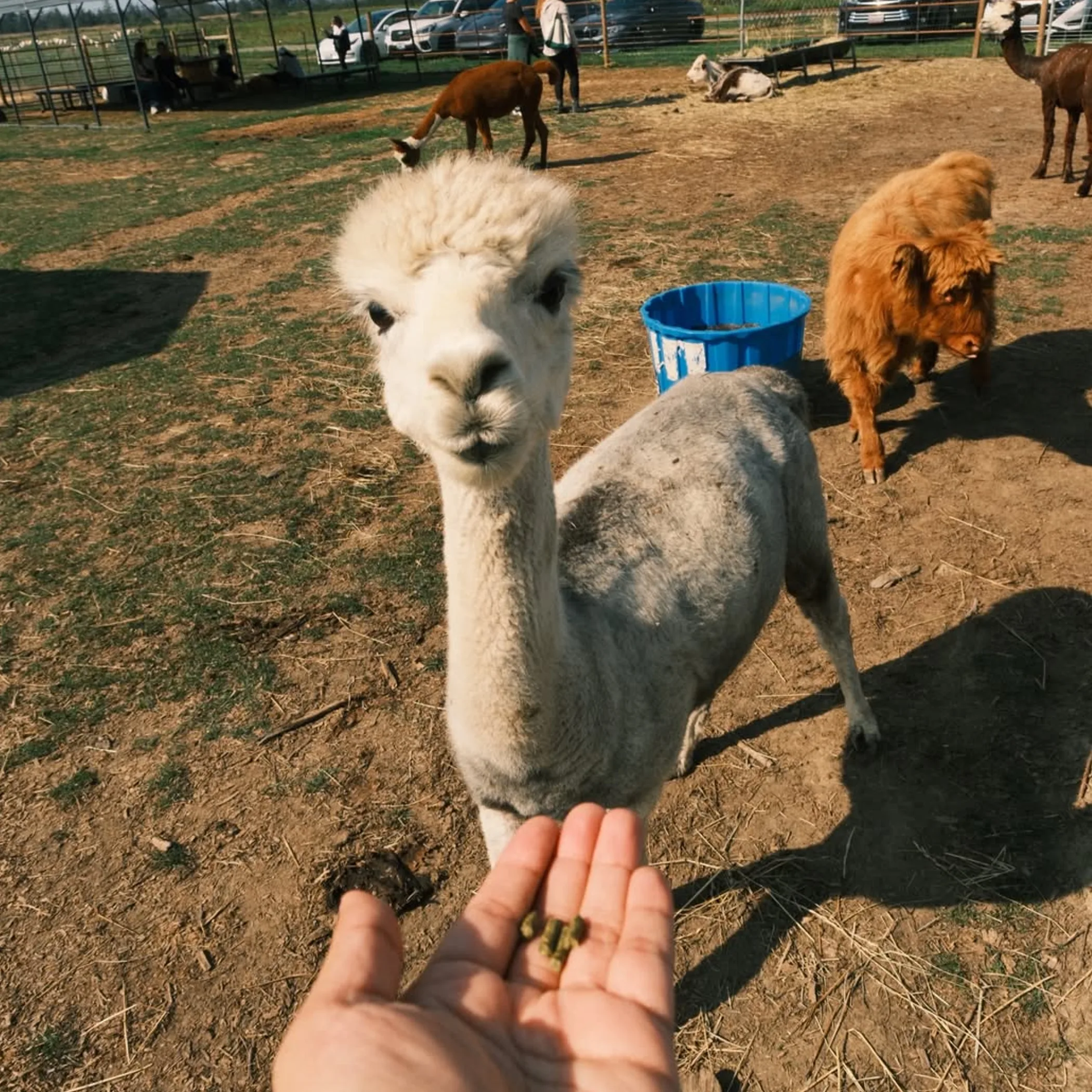 visitors viewing livestock on a farm