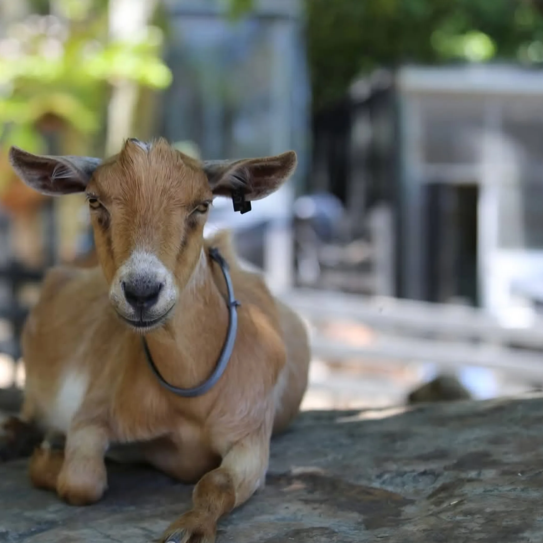 farm life and visitor safety