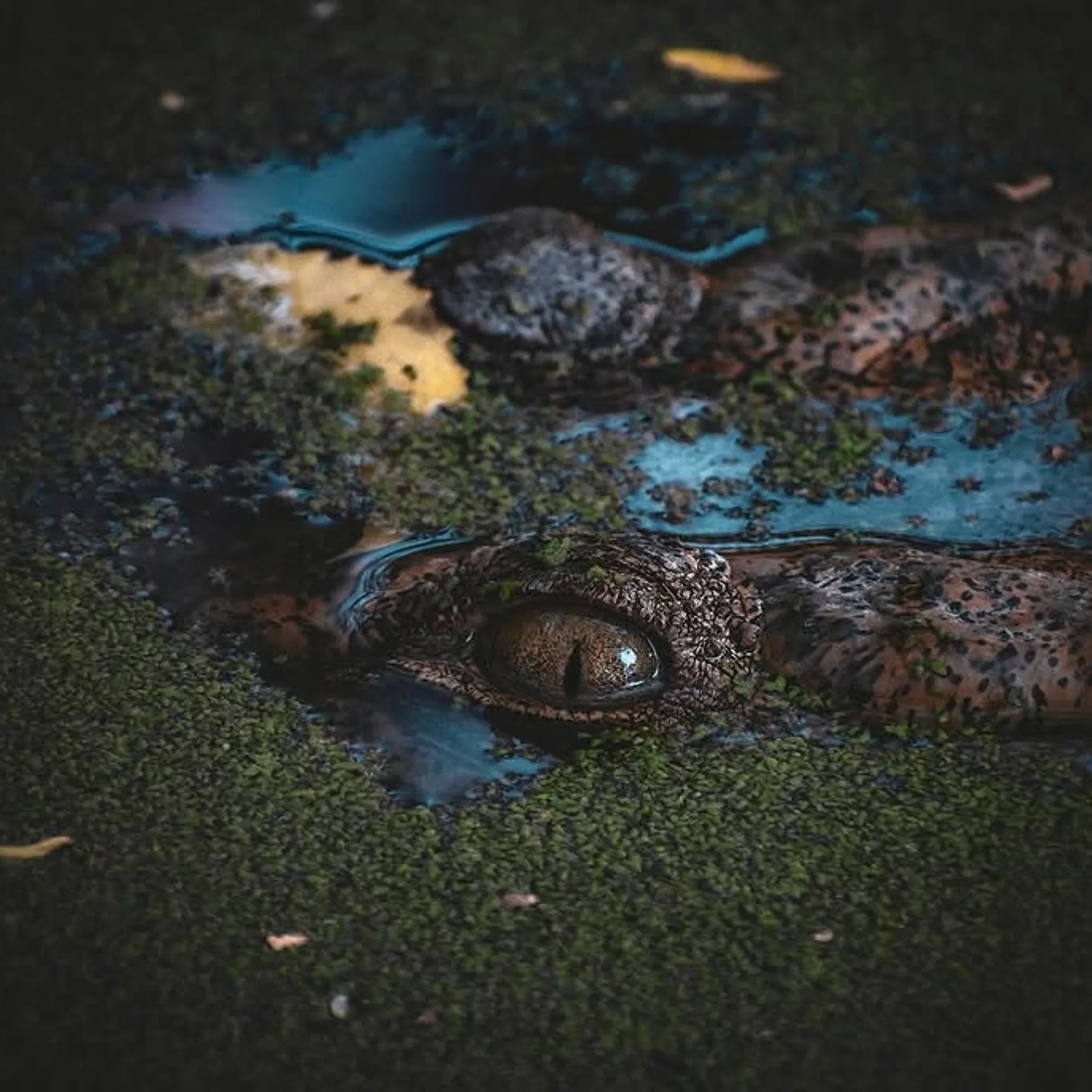 crocodile near campsite in australian wilderness