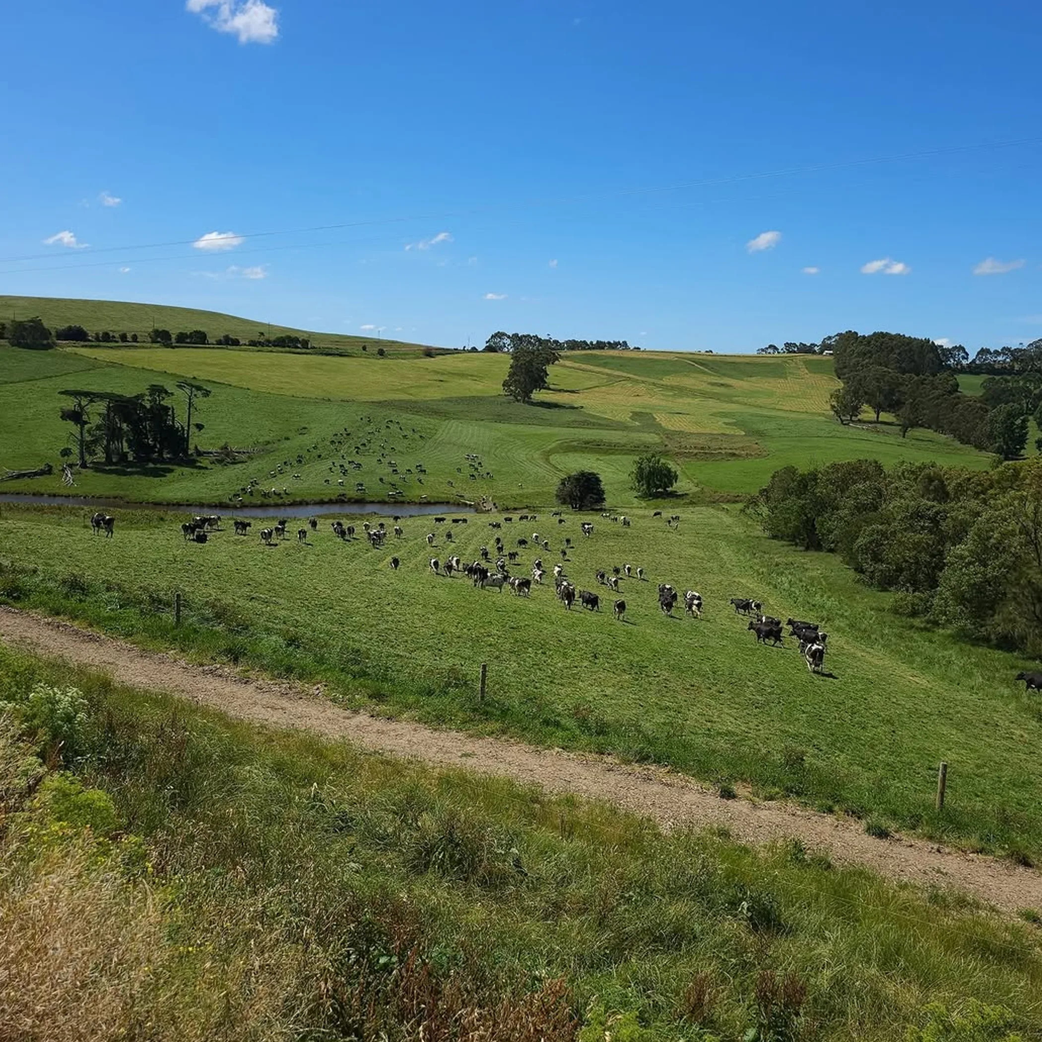 farm landscape with cattle