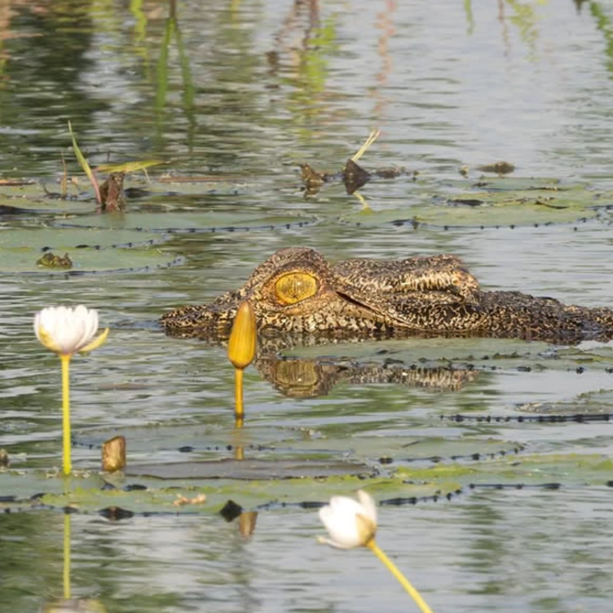saltwater crocodile in wetland